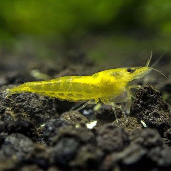 Neocaridina davidi – Yellow Shrimp 1.5-2 cm - Ασπόνδυλα Γλυκού