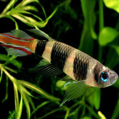 Epiplatys annulatus-Clown Killifish 2.3-2.5cm - Ψάρια Γλυκού