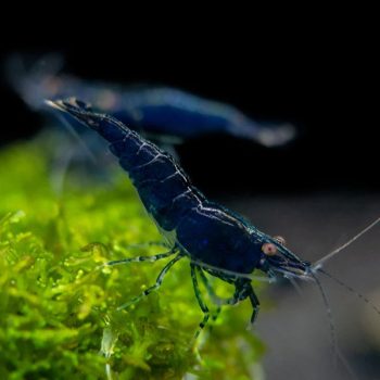 Neocaridina sp – blue diamond shrimp - Ασπόνδυλα Γλυκού