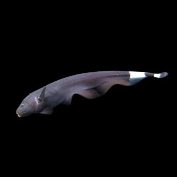 Apteronotus albifrons – Black Ghost Knifefish 5cm - Ψάρια Γλυκού