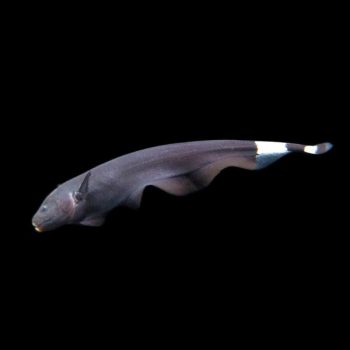 Apteronotus albifrons – Black Ghost Knifefish 7.5cm - Ψάρια Γλυκού