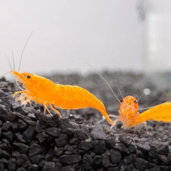 Neocaridina heteropoda - Orange Sunkist Shrimp