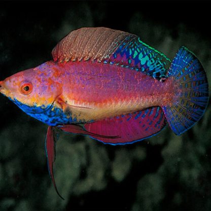 Cirrhilabrus cyanogularis – Sailfin Fairy Wrasse - Ψάρια Θαλασσινού