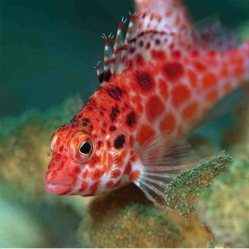 Cirrhitichthys oxycephalus – Coral Hawkfish - Ψάρια Θαλασσινού