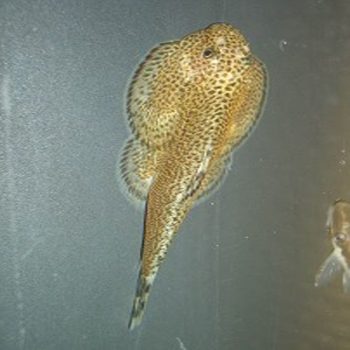 Gastromyzon boreneensis- Borneo Sucker 3cm - Ψάρια Γλυκού
