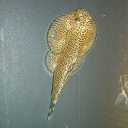 Gastromyzon boreneensis- Borneo Sucker 3cm - Ψάρια Γλυκού