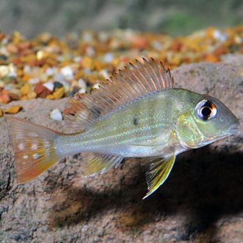 Geophagus surinamensis – Eartheater cichlid  10cm - Ψάρια Γλυκού