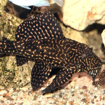 Glyptoperichthys joselimaianus – Leopard Spotted Plecostomus - Ψάρια Γλυκού