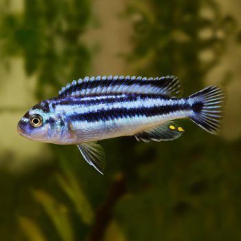 Melanochromis johannii – Electric Blue Johanni - Ψάρια Γλυκού