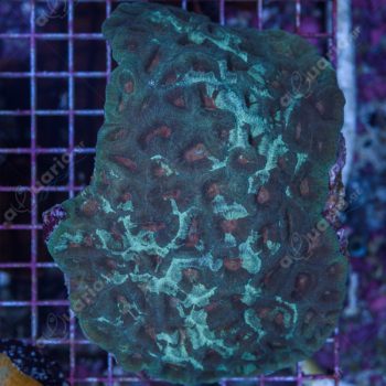Favia sp. - Hot Coral Offers