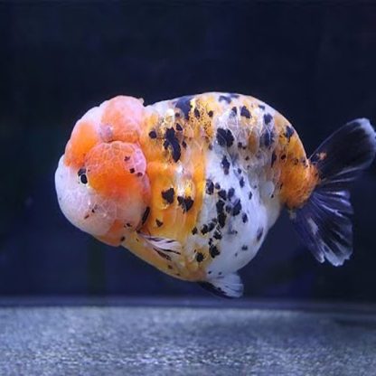 Carassius auratus - Ranchu Calico 10-12cm