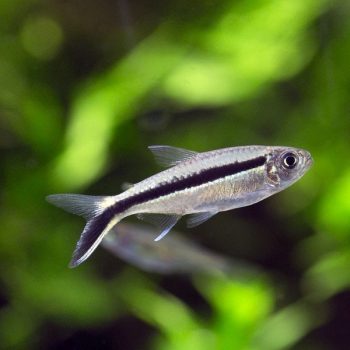 Corydoras aeneus  – Albino Cory 2.5 cm - Ψάρια Γλυκού