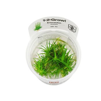 Tropica Eriocaulon cinereum 1-2-Grow! - Sales