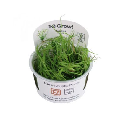 Tropica Juncus repens 1-2 Grow! - Φυτά για Ενυδρεία