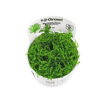 Tropica Myriophyllum mattogrossense 1-2-Grow! - Sales