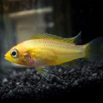 Apistogramma agassizi – Gold Agassizi Cichlid 3-5cm - Ψάρια Γλυκού