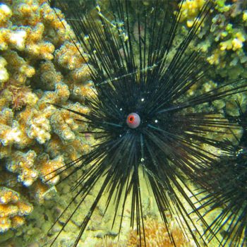 Diadema setosum – Black longspine urchin - Ασπόνδυλα Θαλασσινού