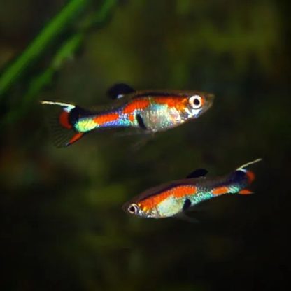 Poecilia wingei – Assorted Endler Guppy - Sales