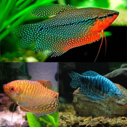 Trichogaster Trichopterus – Gourami Mix - Ψάρια Γλυκού