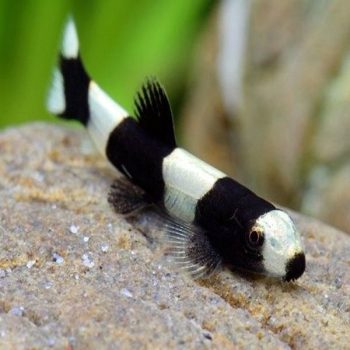 Protomyzon pachychilus - Panda Loach