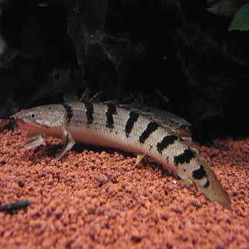 Polypterus delhezi – Royal Tiger Bichir Grade A 10cm - Ψάρια Γλυκού