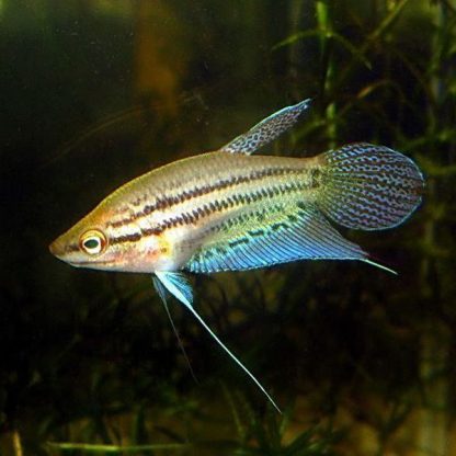 Trichopsis vittata - Croaking gourami