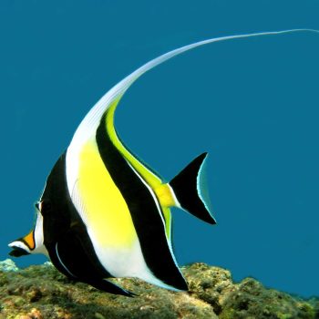 Zanclus cornutus M – Moorish Idol - Ψάρια Θαλασσινού