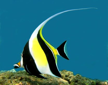 Zanclus cornutus M – Moorish Idol - Ψάρια Θαλασσινού