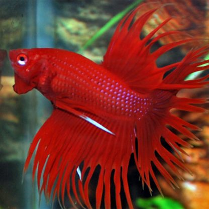 Betta splendens – Siamese Fighting Fish Crowntail Male Grade A 4-5cm - Ψάρια Γλυκού