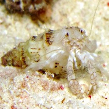 Iridopagurus reticulatus –  White Reef Hermit Crab - Ασπόνδυλα Θαλασσινού