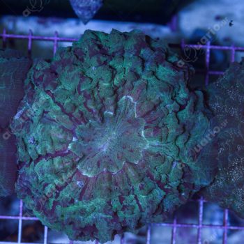 Acanthophyllia deshayesiana D81 - Hot Coral Offers