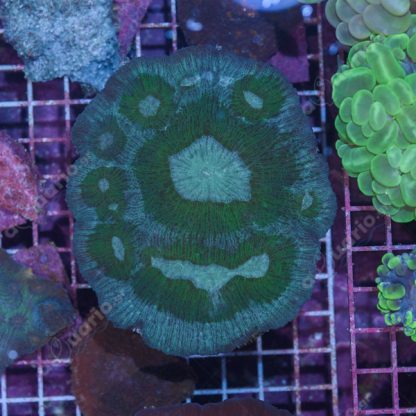 Australomussa sp C56 - Hot Coral Offers
