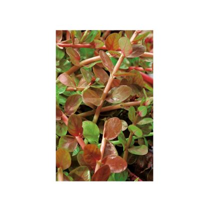 SonGrow Rotala yao-yai - Φυτά για Ενυδρεία