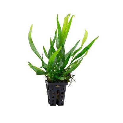 SonGrow Microsorum mini - Φυτά για Ενυδρεία