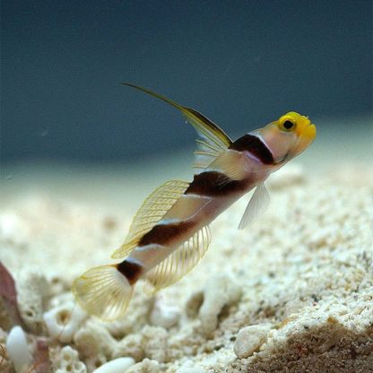 Stonogobiops nematodes M- Filament-finned prawn-goby - Ψάρια Θαλασσινού