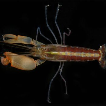 Alpheus paraformosus – Pistol Shrimp - Ασπόνδυλα Θαλασσινού