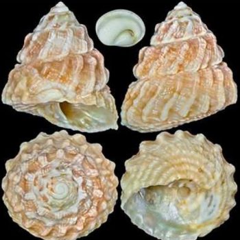 Lithopoma tectum – West Indian starsnail - Ασπόνδυλα Θαλασσινού
