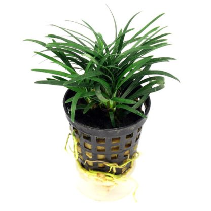 SonGrow Ophiopogon kyoto - Φυτά για Ενυδρεία