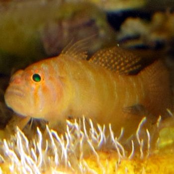 Priolepis hipoliti – Rusty Goby - Ψάρια Θαλασσινού