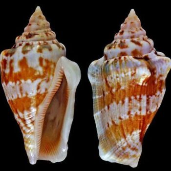 Trochus sp-Top shell-M - Ασπόνδυλα Θαλασσινού