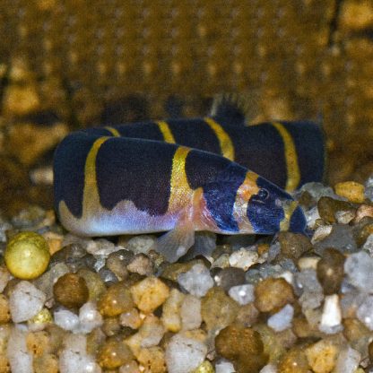 Pangio semicincta-Kuhli Loach XL - Ψάρια Γλυκού