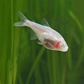 Astyanax mexicanus – Blind Cave Tetra - Ψάρια Γλυκού