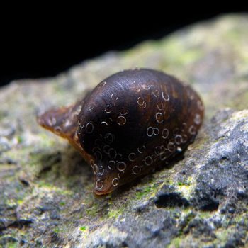 Neritina auriculata – Batman Snail - Ασπόνδυλα Γλυκού