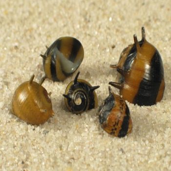 Clithon diadema-Horn Snail 1 cm - Ασπόνδυλα Γλυκού