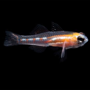 Coryphopterus personatus – Masked Goby - Ψάρια Θαλασσινού