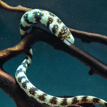 Echidna nebulosa S - Snowflake Moray Eel