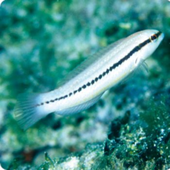 Halichoeres bivittatus – Slippery Dick Wrasse - Ψάρια Θαλασσινού