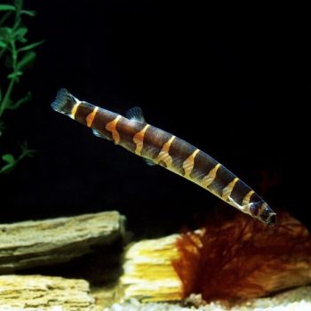 Pangio semicincta-Kuhli Loach 5 cm - Ψάρια Γλυκού
