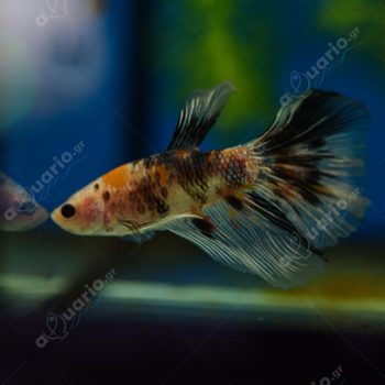 Betta splendens  -Betta Plakat Male 4-5cm