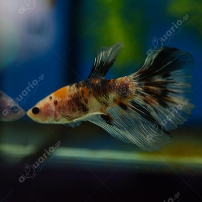 Betta splendens  -Betta Plakat Male 4-5cm